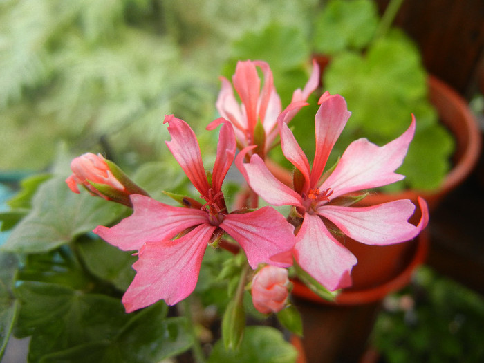 Pink Stellar Geranium (2012, Aug. 18) - Geranium Stellar Pink