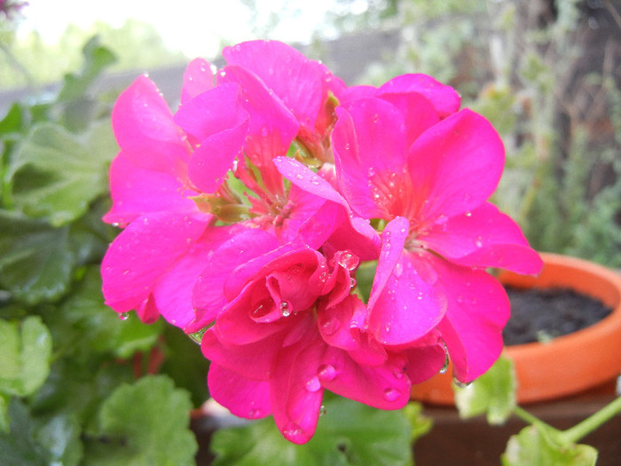 Bright Odette Geranium (2012, Aug.18)