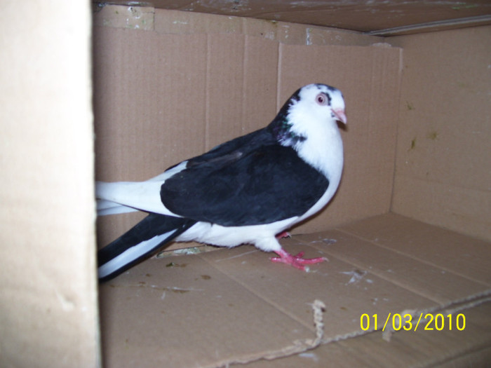 104_4912 - PORUMBEI JUCATORI  ARHIVA