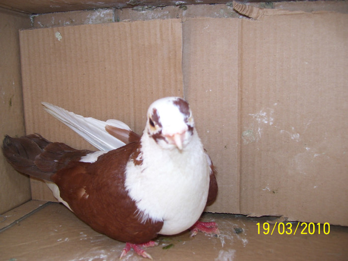 104_5059 - PORUMBEI JUCATORI  ARHIVA