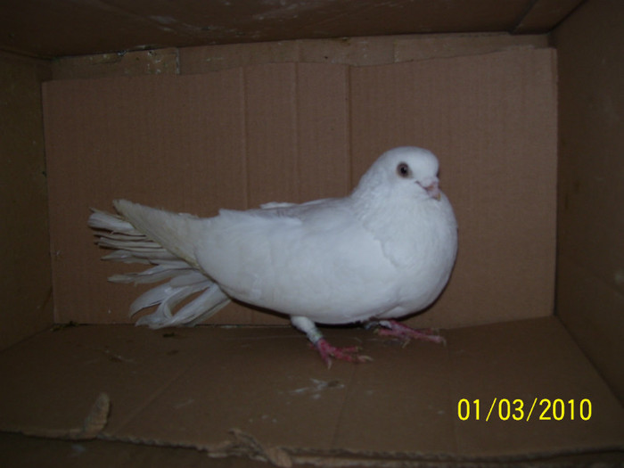 104_4919 - PORUMBEI JUCATORI  ARHIVA