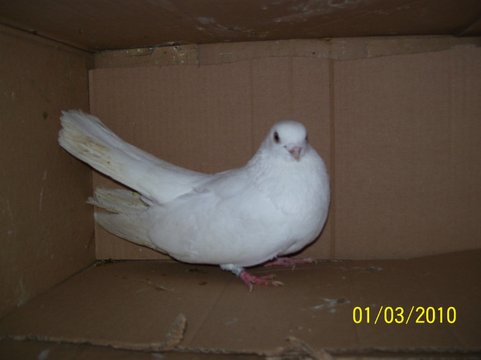 104_4920 - PORUMBEI JUCATORI  ARHIVA