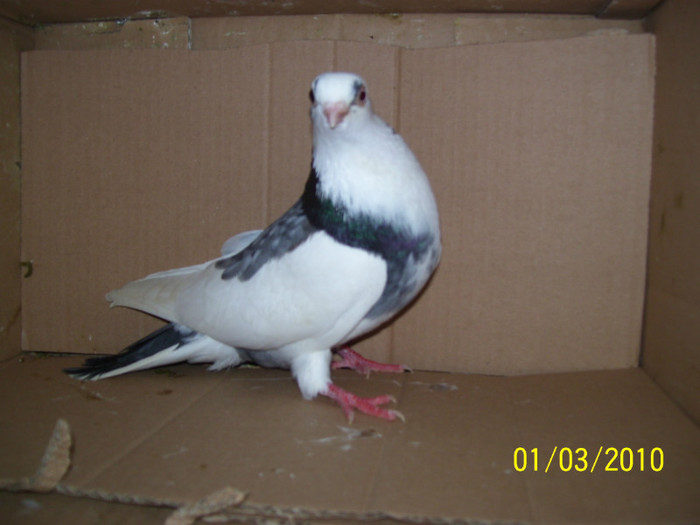 104_4914 - PORUMBEI JUCATORI  ARHIVA