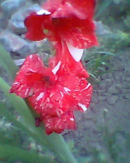 Fotogr.0008 - gladiole