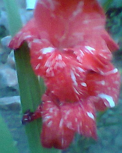 Fotogr.0009 - gladiole