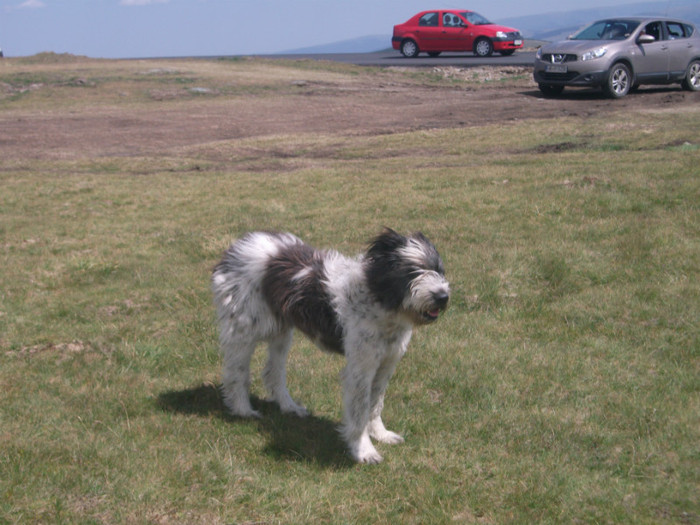 DSCF8207 - PLIMBARE PE TRANSALPINA