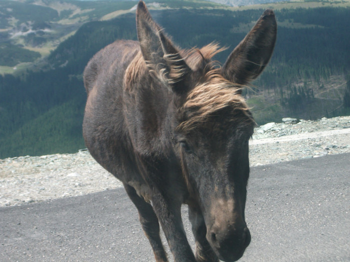 DSCF8232 - PLIMBARE PE TRANSALPINA