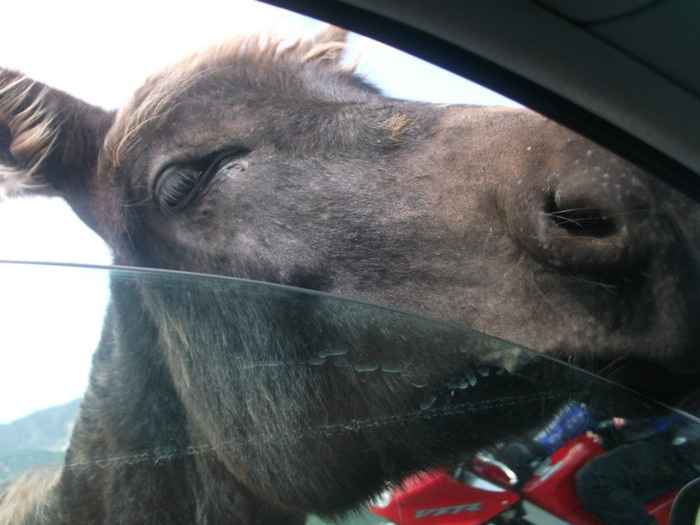 magarul vrea sa intre pe geam - PLIMBARE PE TRANSALPINA