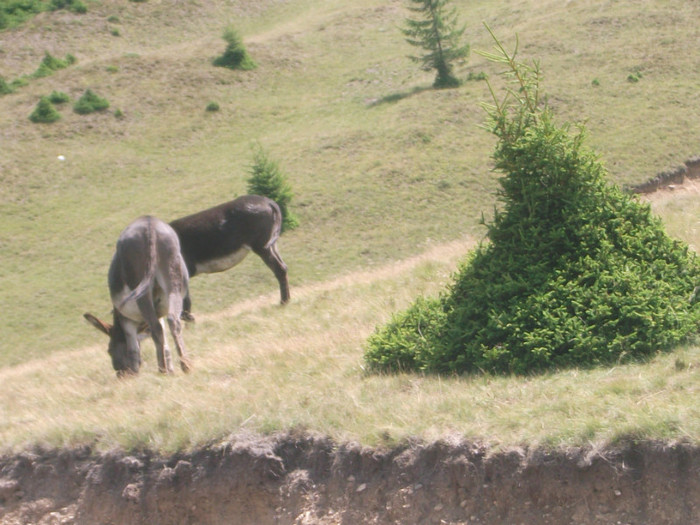 DSCF8241 - PLIMBARE PE TRANSALPINA