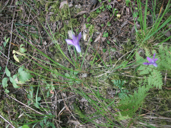 DSCF8298 - PLIMBARE PE TRANSALPINA