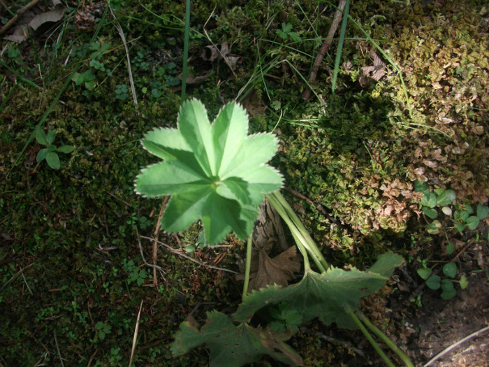 DSCF8305 - PLIMBARE PE TRANSALPINA