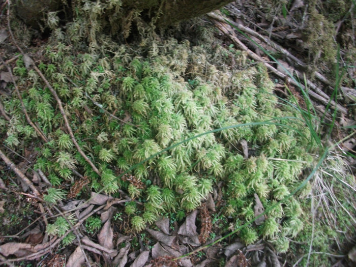 DSCF8306 - PLIMBARE PE TRANSALPINA