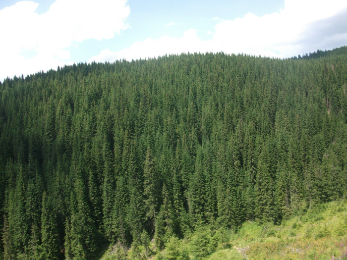 DSCF8325 - PLIMBARE PE TRANSALPINA