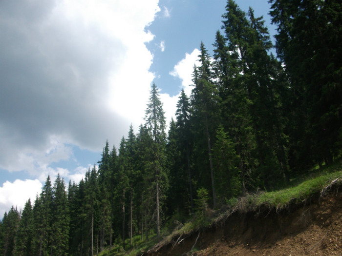 DSCF8327 - PLIMBARE PE TRANSALPINA