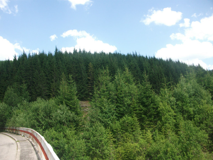 DSCF8388 - PLIMBARE PE TRANSALPINA