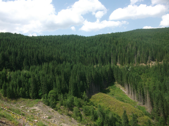 DSCF8400 - PLIMBARE PE TRANSALPINA