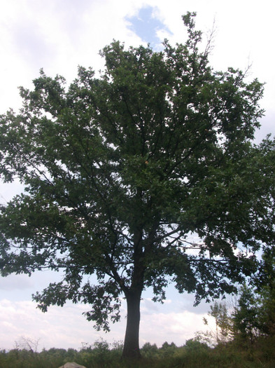 DSCF8464 - PLIMBARE PE TRANSALPINA