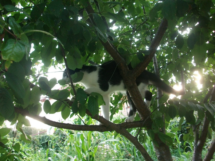 pisic în copac - la casa de la tara