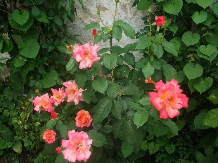 DSCF8716 - flori la tara in iulie