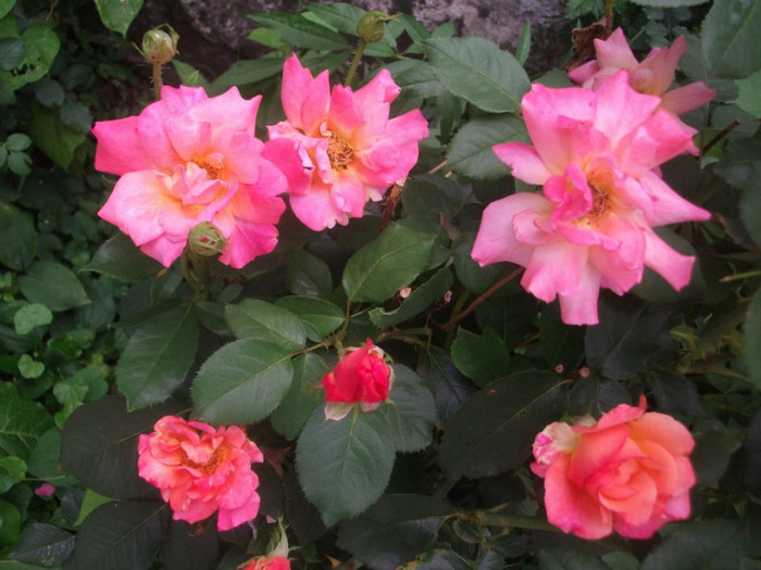 DSCF8719 - flori la tara in iulie