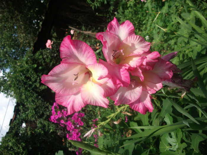 DSCF8735 - flori la tara in iulie
