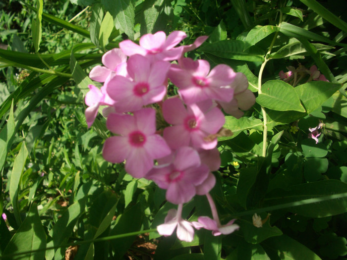 DSCF8737 - flori la tara in iulie