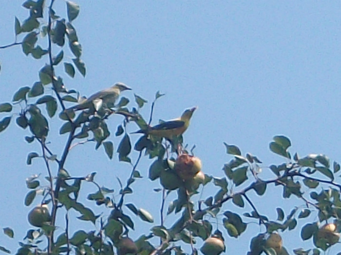 pasari la furat de pere