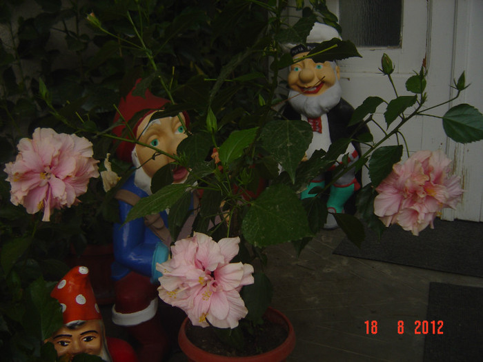 Picture 2068 - 09-2012-HIBISCUS