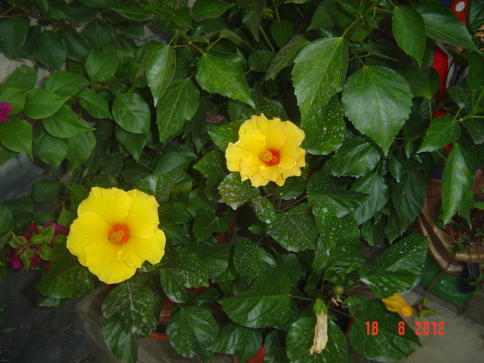 Picture 2067 - 09-2012-HIBISCUS