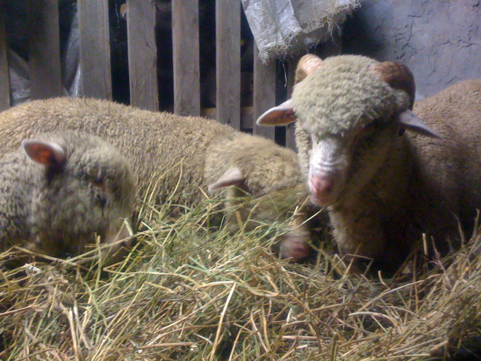 Berbec Merinos de Palas - Merinos de Palas si tigai