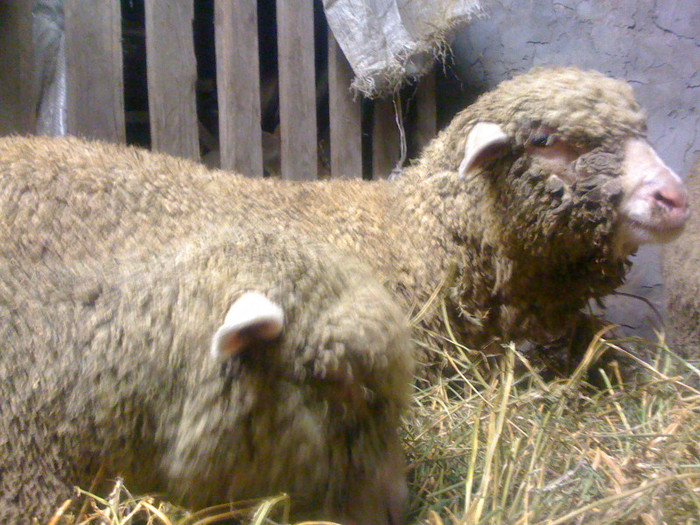 Mioare Merinos de Palas