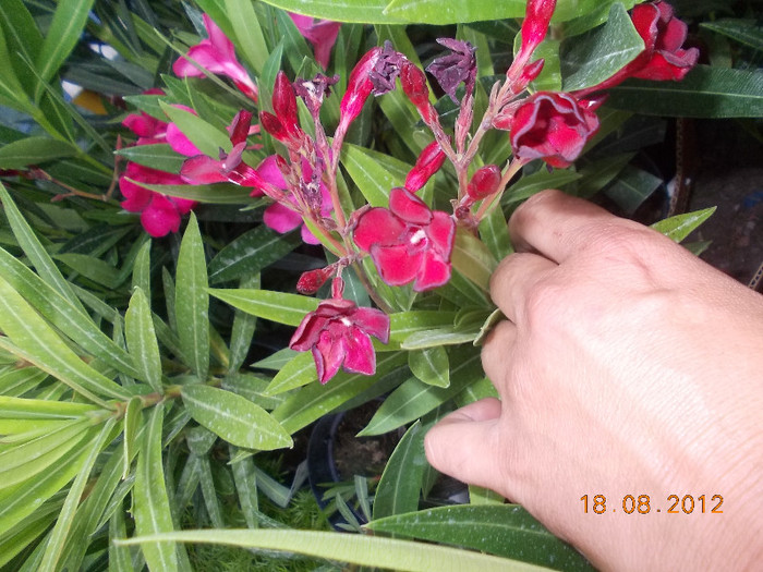 34 rosu inchis fl. mica