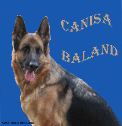 IMG_0049M - CANISA BALAND ciobanesc german