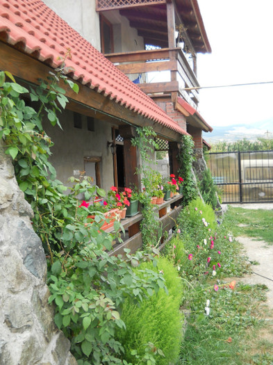 035 - de prin jurul casei