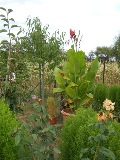 040 - de prin jurul casei