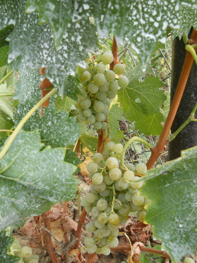 054 - de prin jurul casei