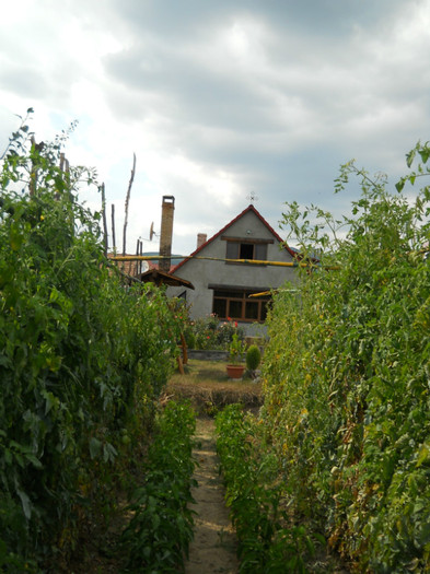 059 - de prin jurul casei