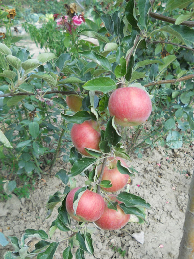 063 - de prin jurul casei