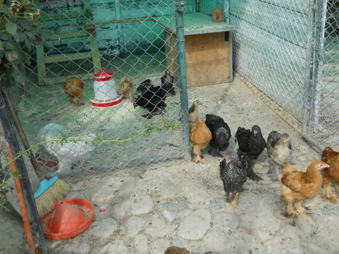 070 - de prin jurul casei