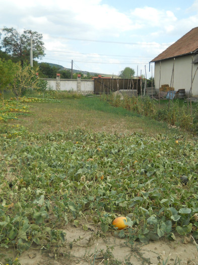 076 - de prin jurul casei