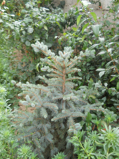 un argintiu 2011-2012 - de prin jurul casei