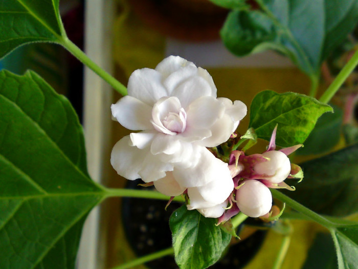 Clerodendrum philippinum - Flori balcon