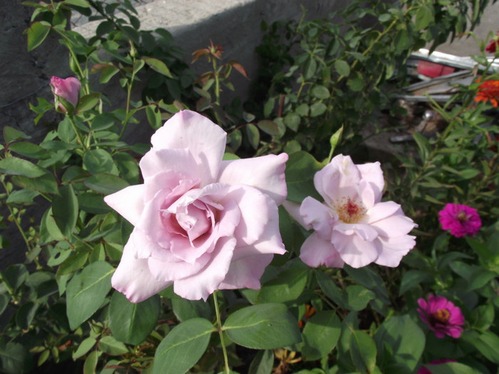 DSCF8249 - crini si trandafiri