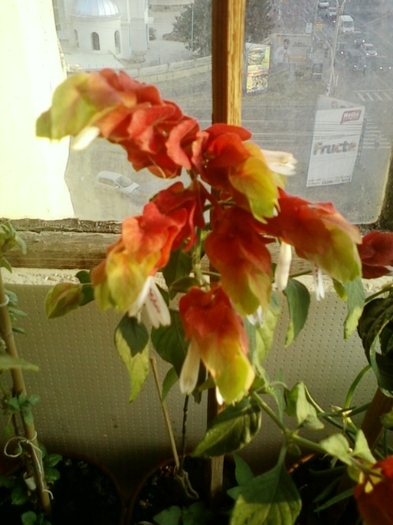 19 august 2012-flori 004