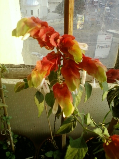 beloperone-mihaela iordache