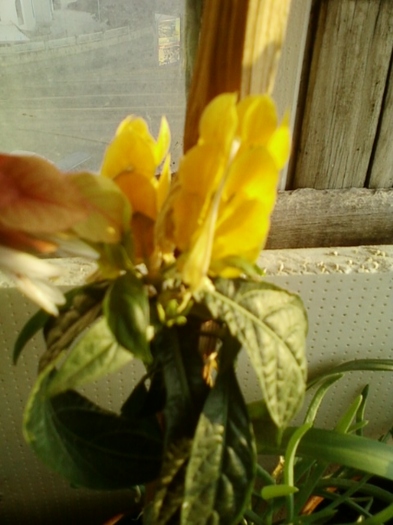 19 august 2012-flori 007