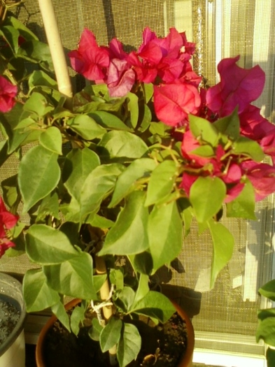 19 august 2012-flori 024