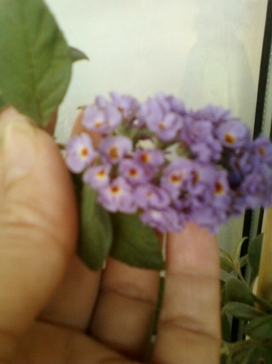 19 august 2012-flori 020