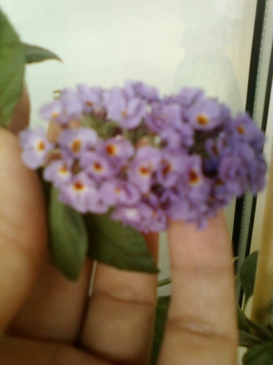 buddleia-"magnet" pt fluturi...