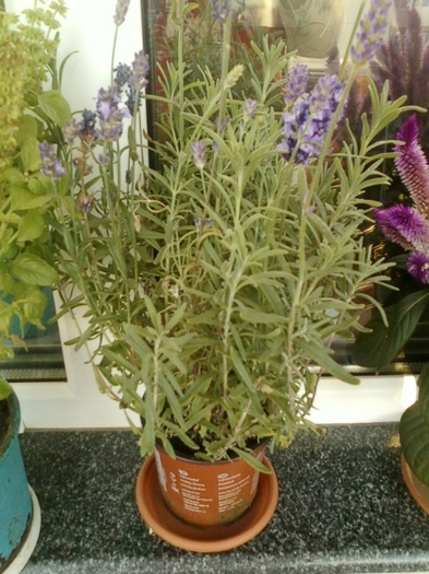 19 august 2012-flori 028